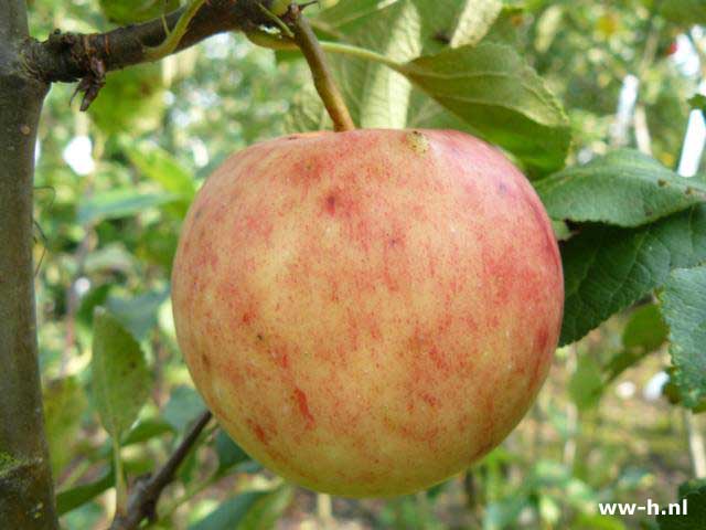 Malus domestica 'James Grieve' - Klik op de afbeelding om het venster te sluiten